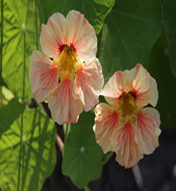 風水小鳥：養鳥事一件很講究的事