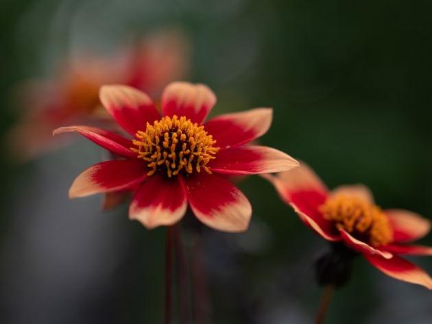 “一祿勝千財”，為何祿神如此強大？