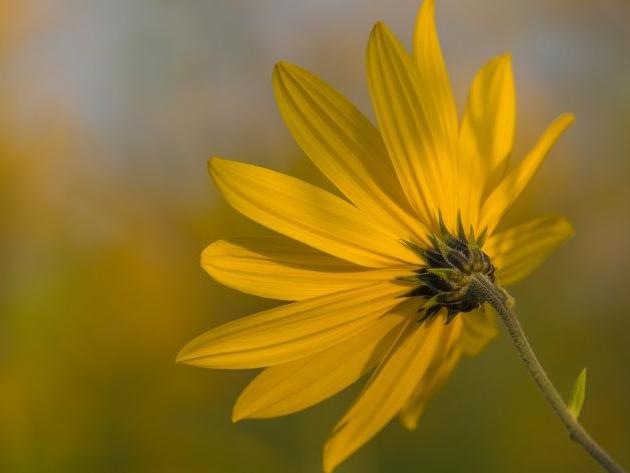 墳地風水與龍脈的關連 